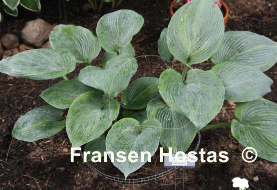 Hosta Blue Angel Streaked